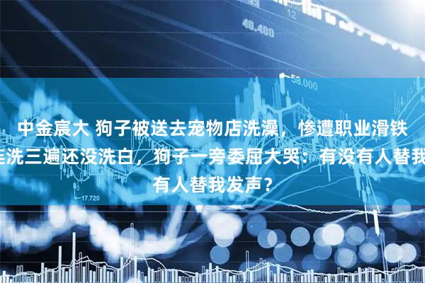中金宸大 狗子被送去宠物店洗澡，惨遭职业滑铁卢，连洗三遍还没洗白，狗子一旁委屈大哭：有没有人替我发声？