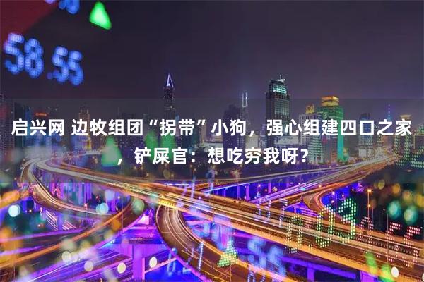 启兴网 边牧组团“拐带”小狗，强心组建四口之家，铲屎官：想吃穷我呀？